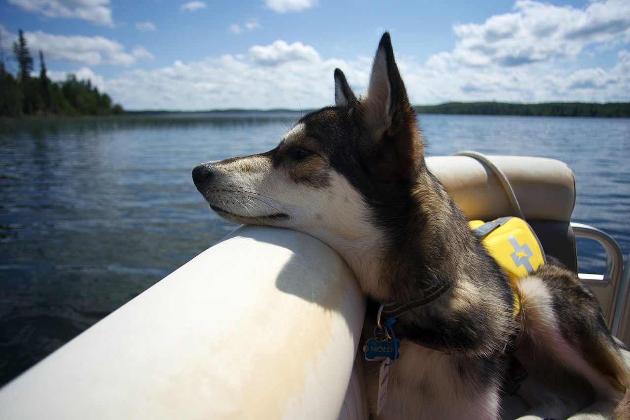 Hund an Bord bei bootmieten24 Hundeurlaub mit bootmieten24